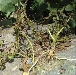 马铃薯20种病害高清图谱及综合防治方案 三氯异氰尿酸的应用